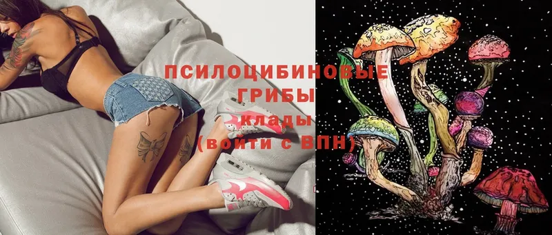 Галлюциногенные грибы Psilocybe  Чита 